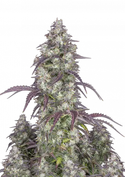 Lemon Pie Auto 5-Pack + 1 Gorilla Zkittlez Auto