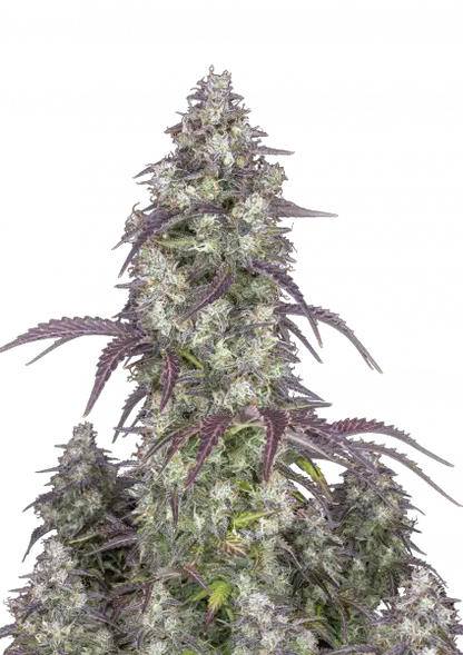 Lemon Pie Auto 5-Pack + 1 Gorilla Zkittlez Auto