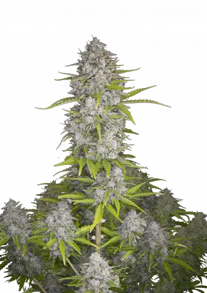 Orange Sherbet Auto 5-Pack