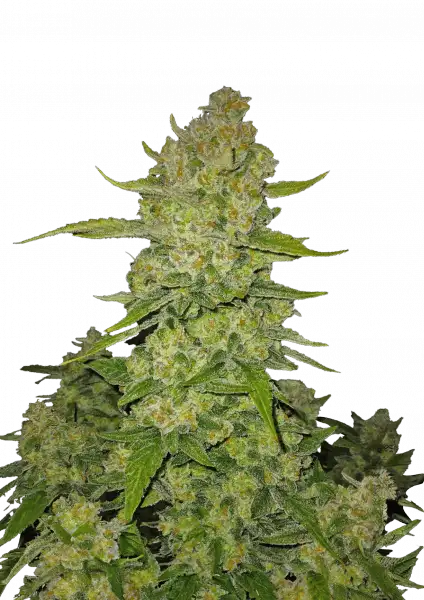 Papaya Cookies Auto™ 5-Pack