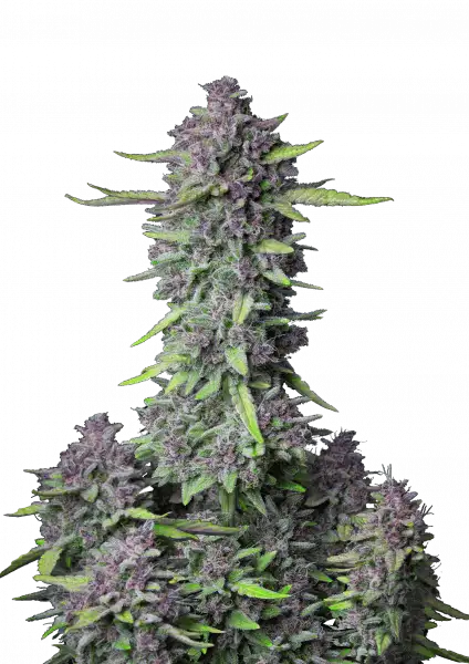 Purple Punch Auto 5-Pack