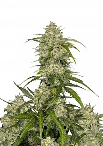 Sour Jealousy Auto™ 5-Pack