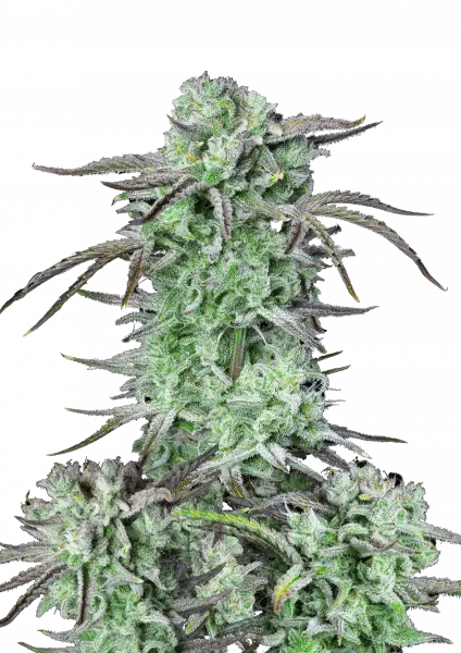 Strawberry Banana Auto 5-Pack