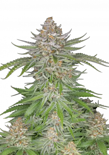 Strawberry Pie Auto 5-Pack