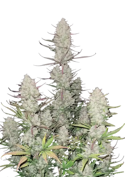 Tropicana Cookies Auto 5-Pack + 1 Gorilla Zkittlez Auto