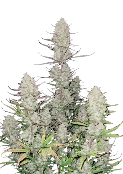 Tropicana Cookies Auto 5-Pack + 1 Gorilla Zkittlez Auto