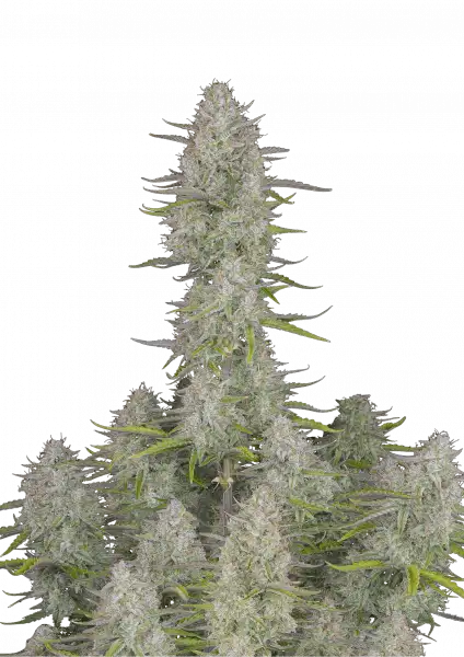 Wedding Cheesecake Auto 5-Pack + 1 Gorilla Zkittlez Auto