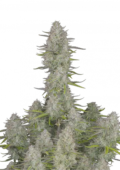 Wedding Cheesecake Auto 5-Pack + 1 Gorilla Zkittlez Auto
