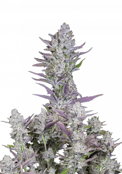 Wedding Glue Auto 5-Pack + 1 Gorilla Zkittlez Auto