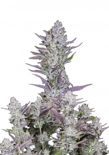 Wedding Glue Auto 5-Pack + 1 Gorilla Zkittlez Auto