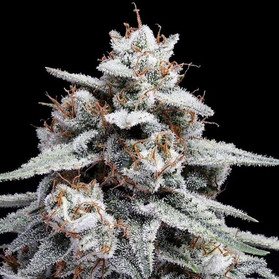 Skywalker Kush Auto (Skywalker OG x OG Kush Auto) 5-Pack + 2 Kosher Cookies