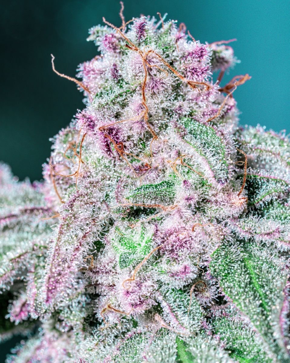 Sleepy Joe S1 (Bubble Gum Sherb x Dr. Sleep Reversal) 10+ feminized seeds - Gas Station