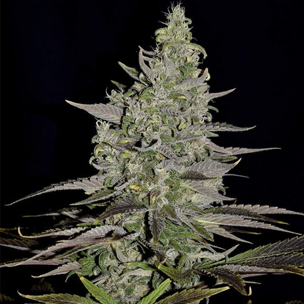 Somango XL - Gas Station