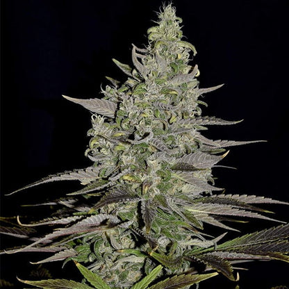 Somango XL - Gas Station