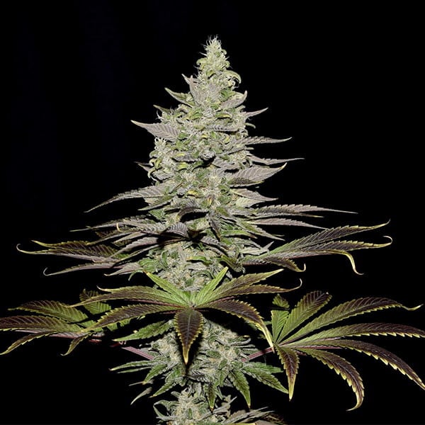 Somango XL - Gas Station