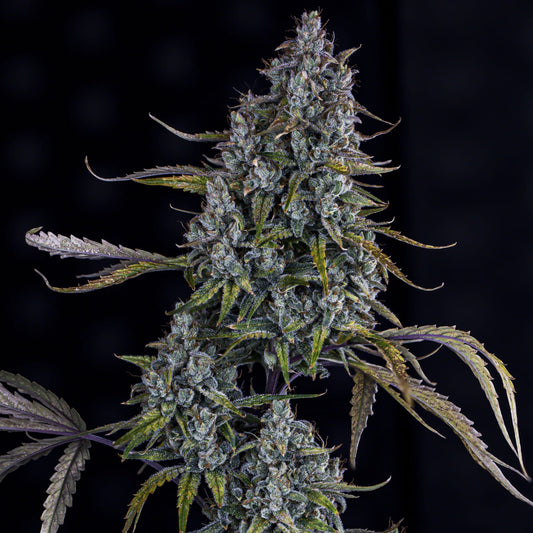 Sour Bubbly Auto (24 Carat x Hubbabubbasmelloscop) 3-Pack