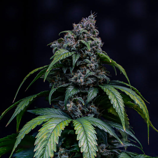 Sour Crack (24 carat x Auto Cush - F2) 3-Pack