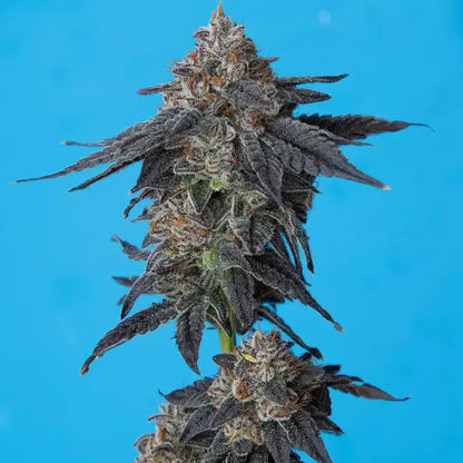 Space Gello x Zuchi Regular 10 seeds
