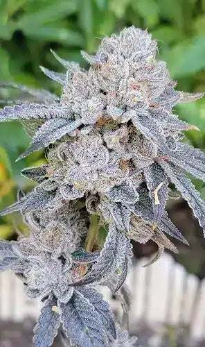 Space Gello x Zuchi Regular 10 seeds