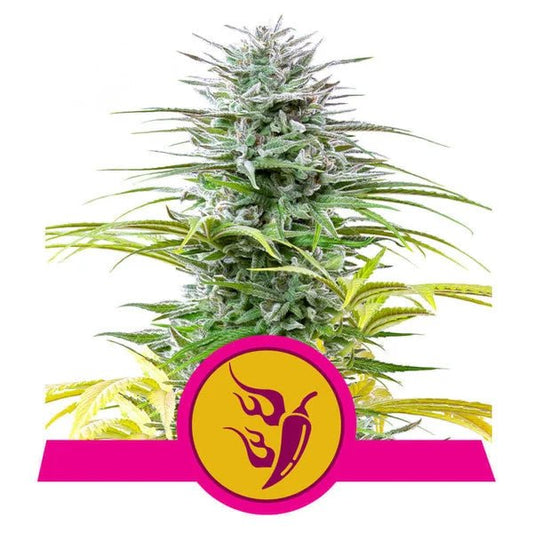 Speedy Chile (Fast Flowering) - Gas Station