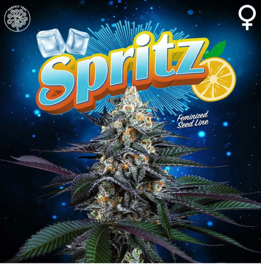 Spritz (Mimosa x Jet A) 6 - Pack + 3 LH2P Freebies - Gas Station