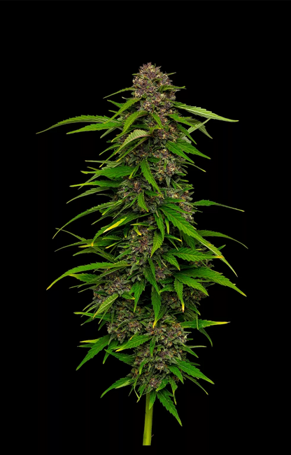 Squirt Auto (BBM x Tangie x BBM Auto) 5-Pack