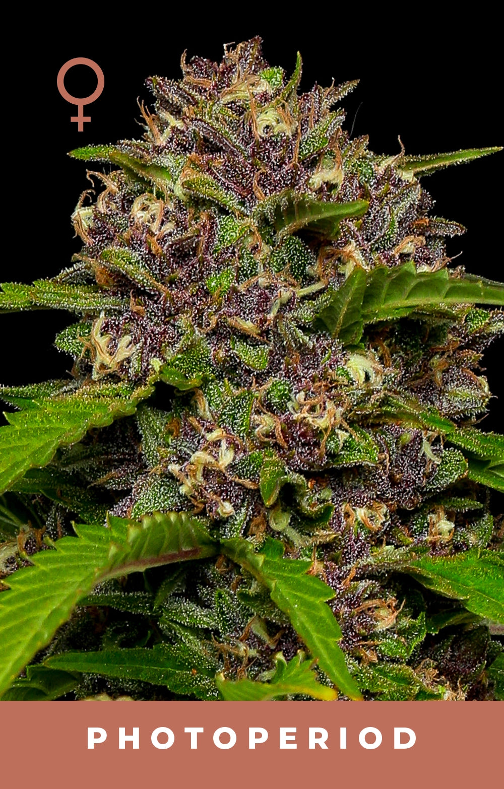 Squirt (Blueberry Muffin x Tangie) 5 seeds