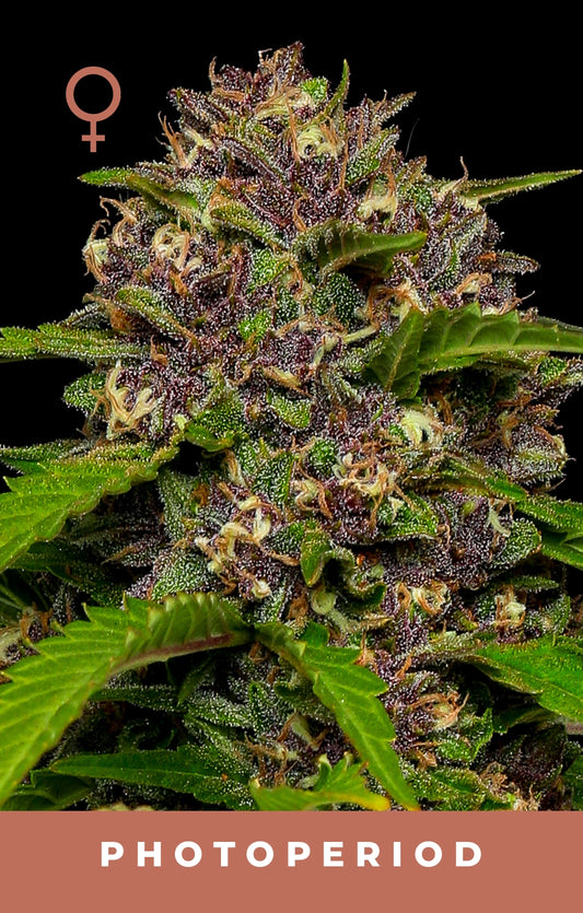 Squirt (Blueberry Muffin x Tangie) 5 seeds