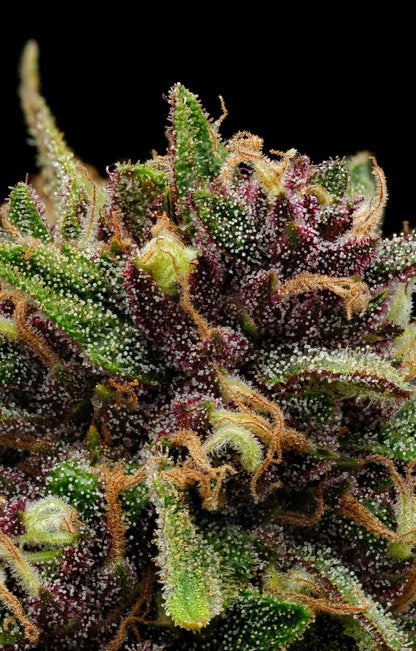 Squirt Auto (BBM x Tangie x BBM Auto) 5-Pack