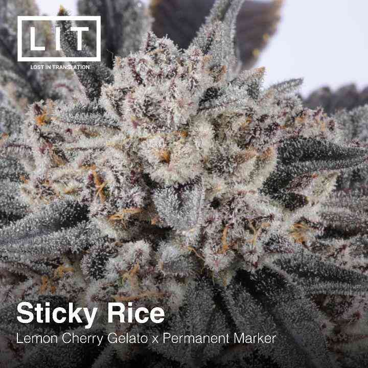 Sticky Rice (Lemon Cherry Gelato x Permanent Marker) 6 - Pack - Gas Station