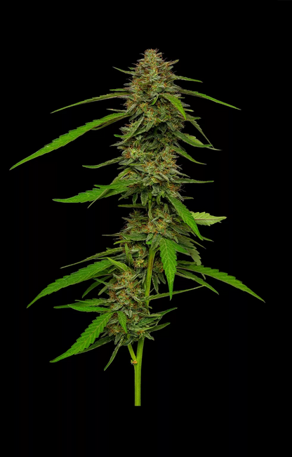 Strawberry Cheesecake Auto (Purple Panty Dropper x Strawberry Cheesecake x Vanilla Latte Auto) 5-Pack