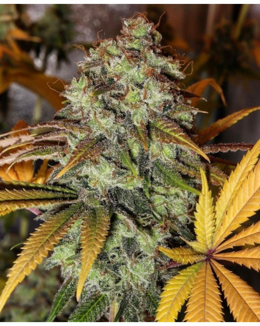 Strawberry OG (Bruce Banner #3 x SFV OG Kush) FEM 6-Pack