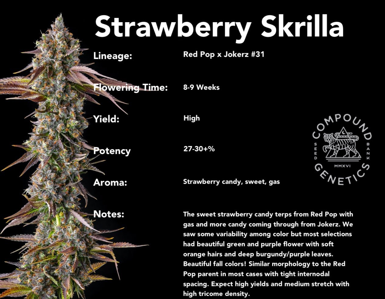 Strawberry Skrilla (Red Pop x Jokerz #31) 7 - pack - Gas Station