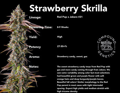 Strawberry Skrilla (Red Pop x Jokerz #31) 7 - pack - Gas Station