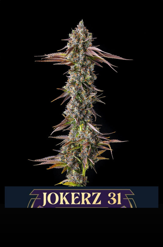 Strawberry Skrilla (Red Pop x Jokerz #31) 7 - pack - Gas Station