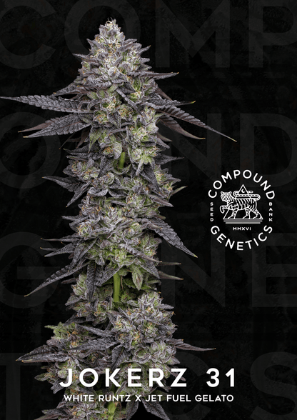 Strawberry Skrilla (Red Pop x Jokerz #31) 7 - pack - Gas Station