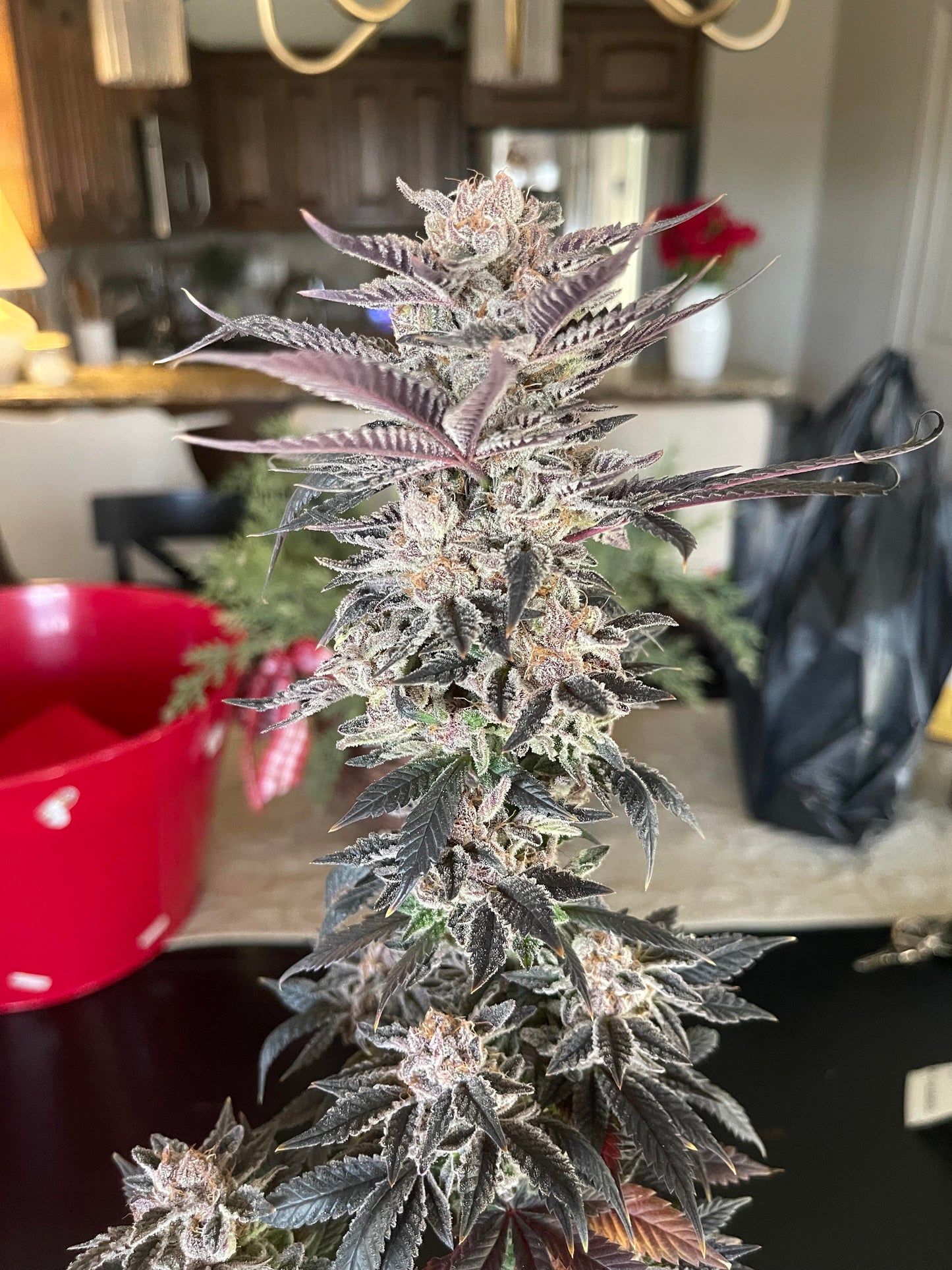 Strawneapple (Purple Pineapple x Gary Poppins) 6 seeds