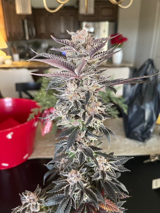Strawneapple (Purple Pineapple x Gary Poppins) 6 seeds