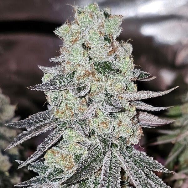 Sugar Cane V3 (Sugar Cane V2 x Platinum) 3 seeds