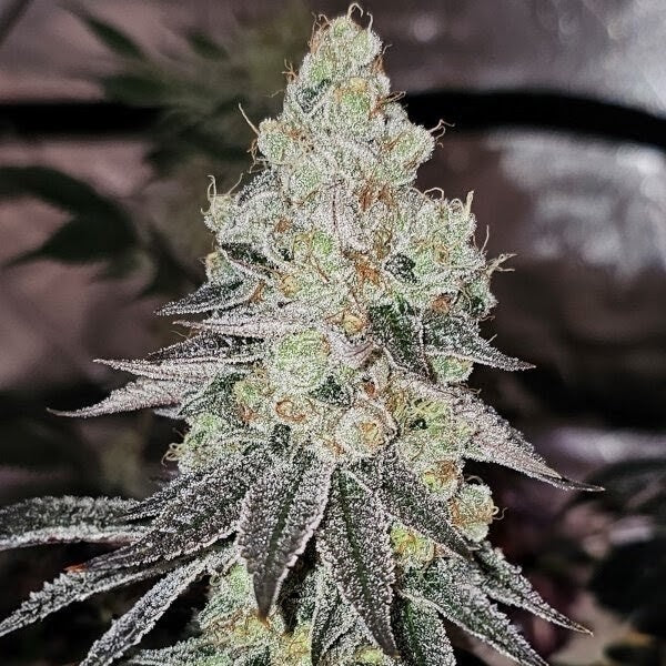 Sugar Cane V3 (Sugar Cane V2 x Platinum) 3 seeds