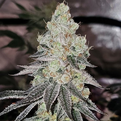 Sugar Cane V3 (Sugar Cane V2 x Platinum) 3 seeds