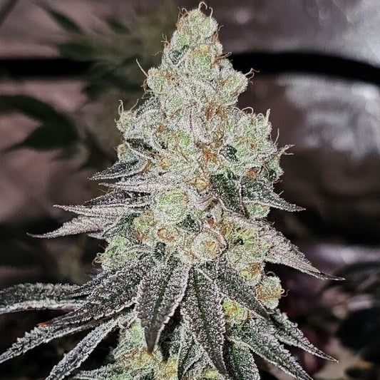 Sugar Cane V3 (Sugar Cane V2 x Platinum) 3 seeds