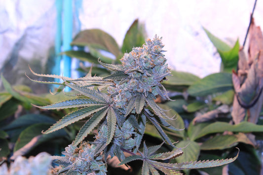 Lime Suki ((Bacio x Zuchi) x Limecai) 6 seeds + 3 Sour D x Zoda