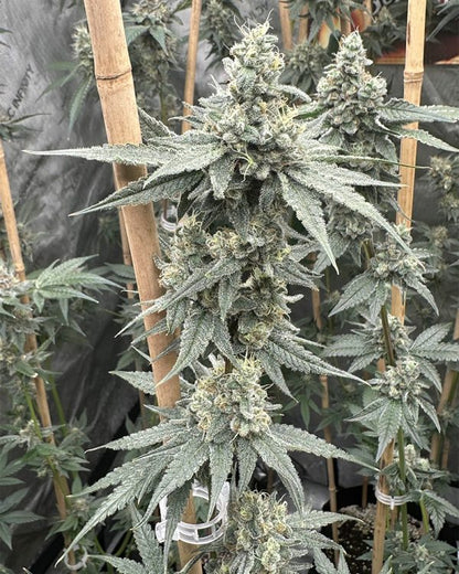 Sundae Supper (Banana Runtz x Last Supper) 3 seeds