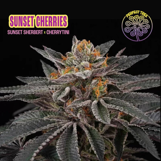 Sunset Cherries (Sunset Sherbert x Cherrytini) 6 - Pack + 3 Frozini Freebies - Gas Station