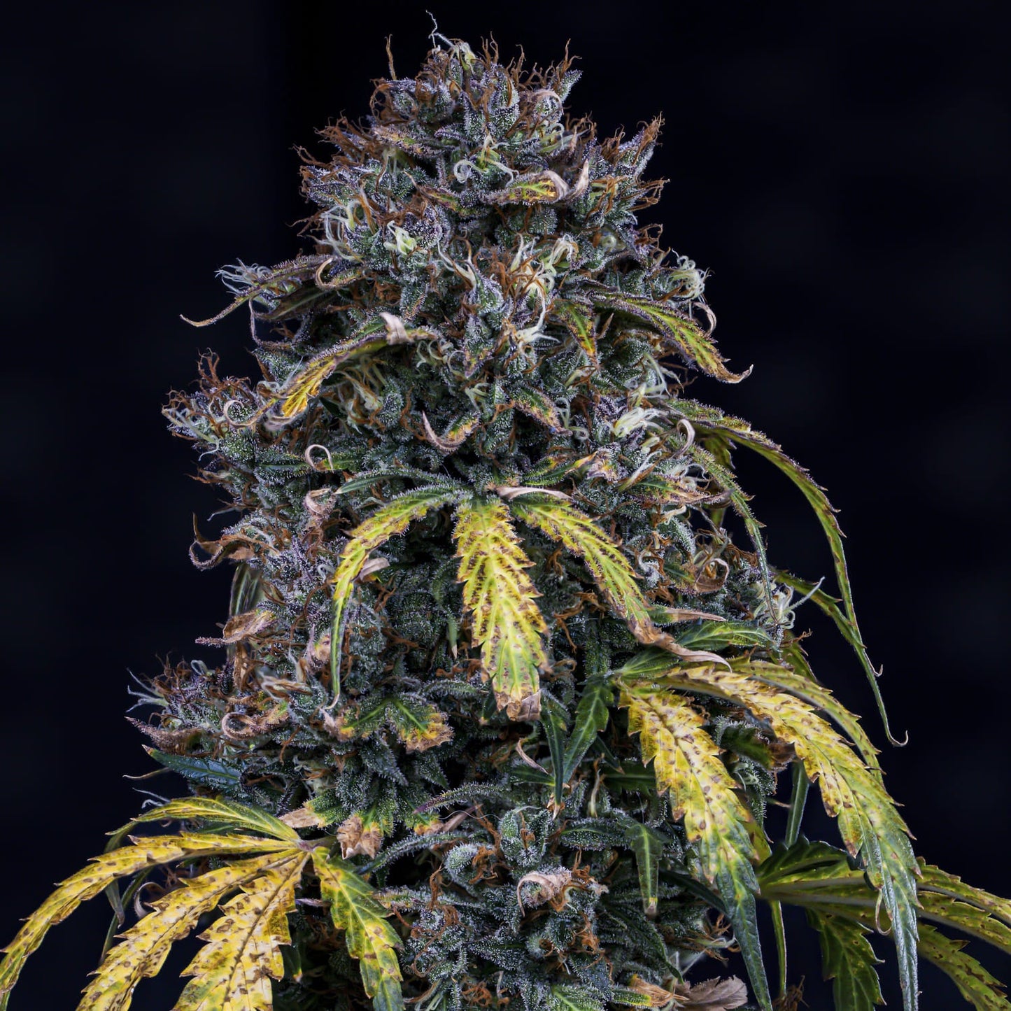 Super Orange Haze Auto (Super Lemon Haze (BCN cut) x S.O.D.K F5) 3-Pack