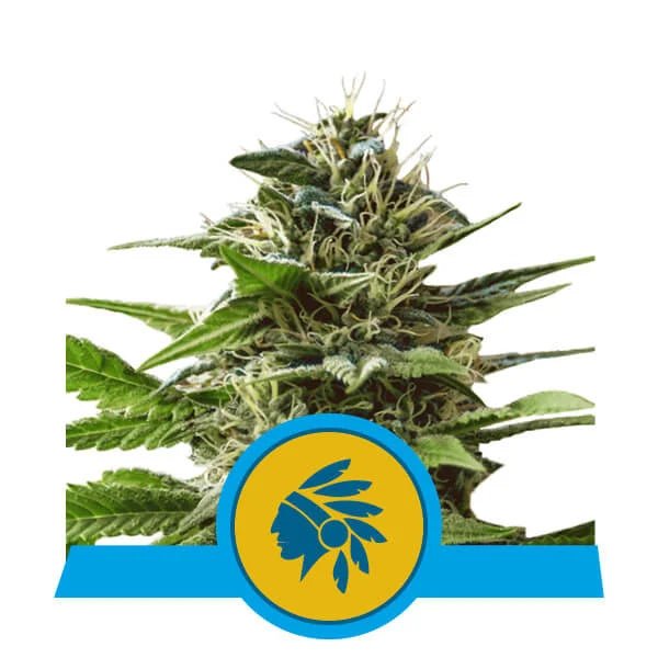 Tatanka Pure CBD - Gas Station