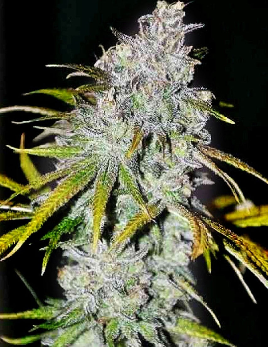 22 (Jack Herer x OG Kush) 6 seeds