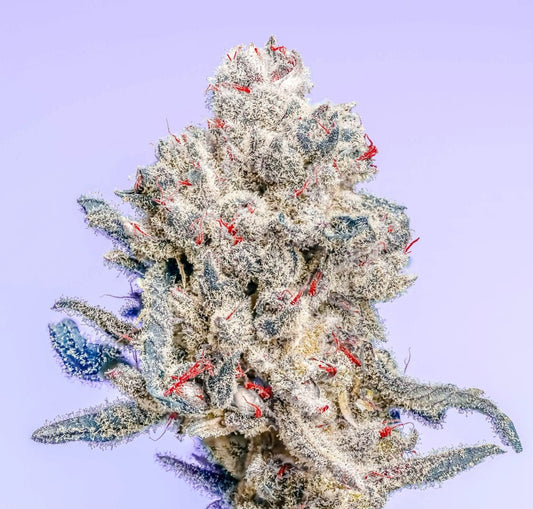 The Queen S1 10+ feminized seeds - Gas Station