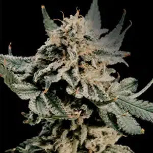 Tropic Gem [(Tropicana Cookies x Black Cherry Punch) x Fizzy Gum] 5 seeds
